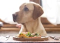 10 Best Premium Pet Foods