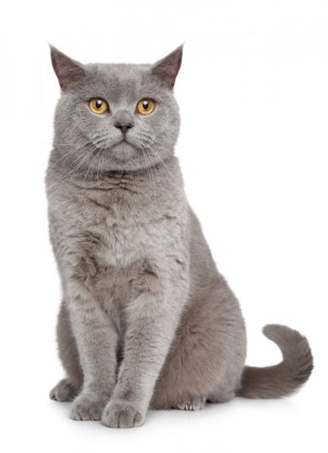 Most Expensive Cat Breeds in the World