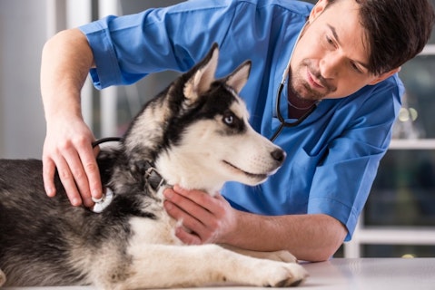 10 Best Cities for Veterinarians