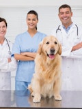 7 Most Affordable Veterinary Schools in the US