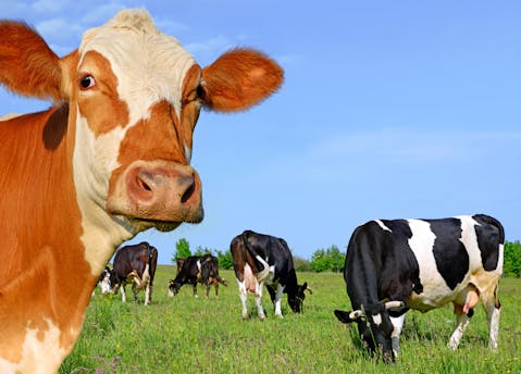 Biggest Farms in the World