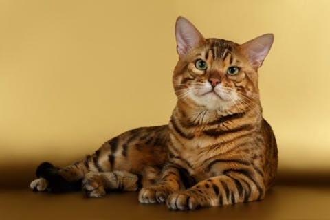 9 Most Profitable Reptiles, Pets And Farm Animals To Breed in America