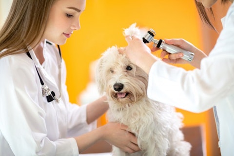 9 Highest Paying Countries for Veterinarians