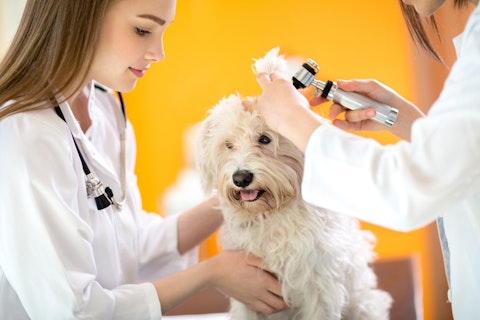 Most Affordable Veterinary Schools in the US
