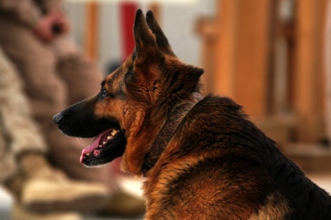 Top 10 Strongest Dogs in the World - German Shepherd