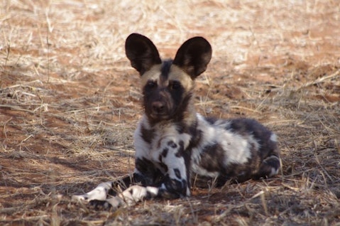 Top 10 Strongest Dogs in the World African Wilddog