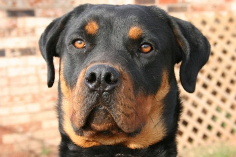 Top 10 Strongest Dogs in the World Rottweiler