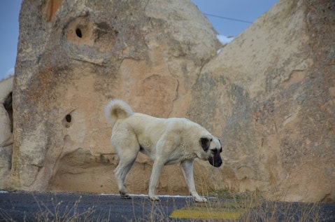 Top 10 Strongest Dogs in the World Kangal