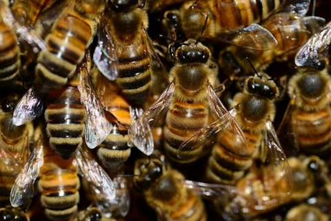 Animals That Killed The Most People in The World - Bees