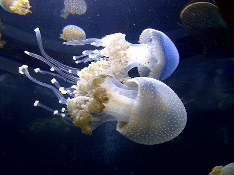 Animals That Killed The Most People in The World - Jellyfish