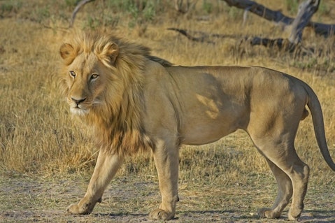 Animals That Killed The Most People in The World - Lions