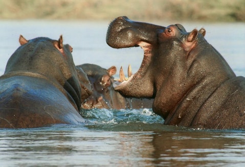 Animals That Killed The Most People in The World - Hippos