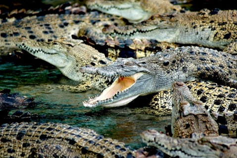 Animals That Killed The Most People in The World - Crocodiles