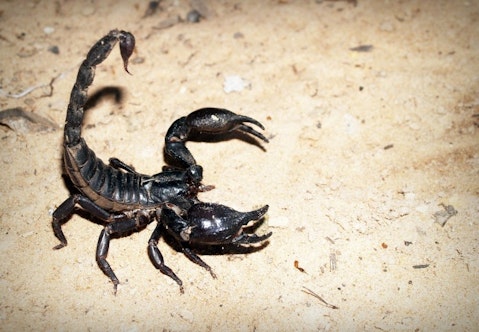 Animals That Killed The Most People in The World - Scorpions