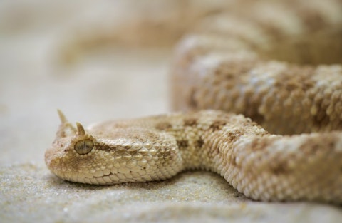 Animals That Killed The Most People in The World - Snakes
