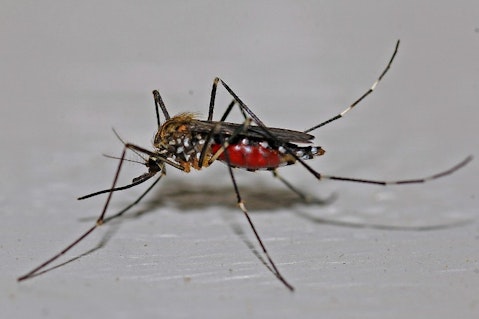 Animals That Killed The Most People in The World - Mosquitos