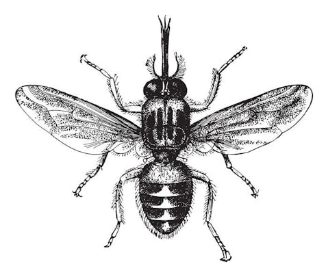 Animals That Killed The Most People in The World - Tsetse Flies