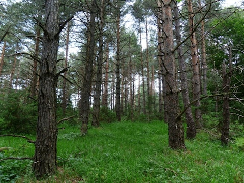 pine-forest-167506_1280