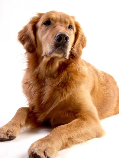 Most Expensive Dog Breeds to Maintain in the World - Golden Retriever
