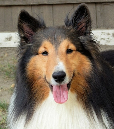 shetland-sheepdog-438203_1920