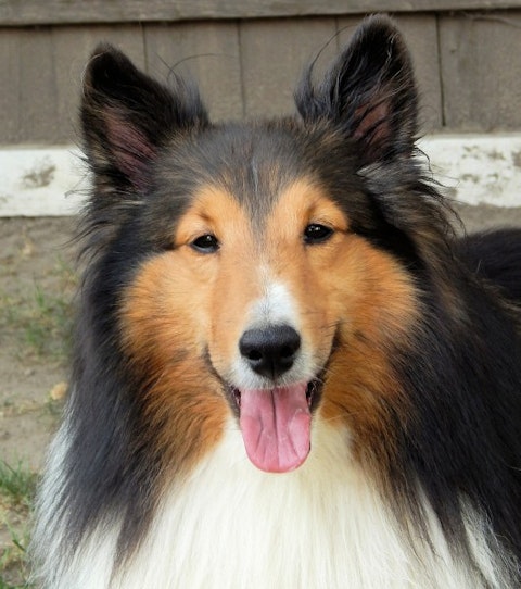 Most Expensive Dog Breeds to Maintain in the World - Shetland Sheepdog