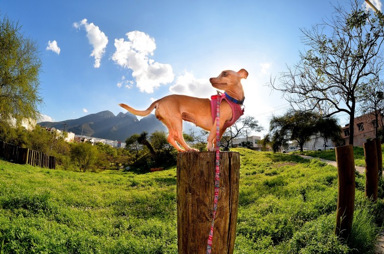 Most Expensive Dog Breeds to Maintain in the World - Chihuahua