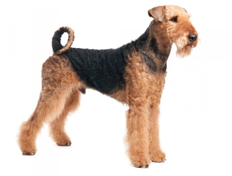 Most Expensive Dog Breeds to Maintain in the World - Airedale Terrier