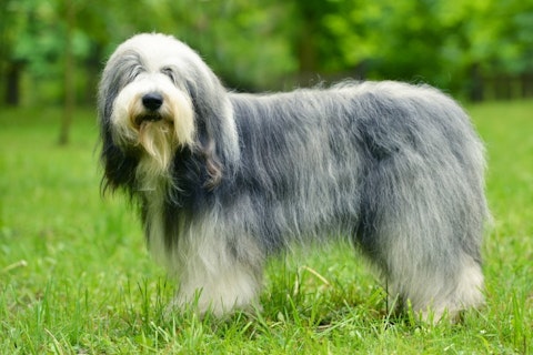 Most Expensive Dog Breeds to Maintain in the World - Old English Sheepdog