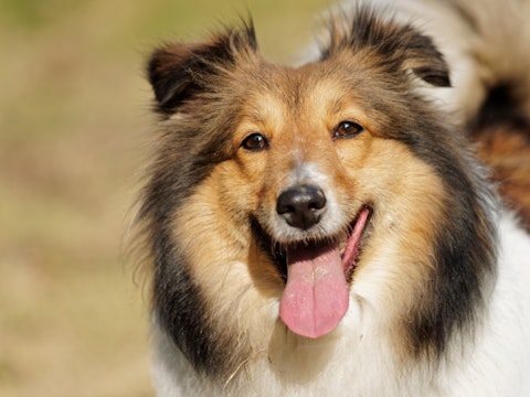 Most Expensive Dog Breeds to Maintain in the World