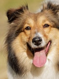 11 Most Expensive Dog Breeds to Maintain in the World ; Obama Has #1