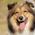 11 Most Expensive Dog Breeds to Maintain in the World ; Obama Has #1