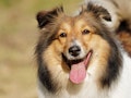 11 Most Expensive Dog Breeds to Maintain in the World ; Obama Has #1