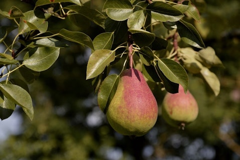 Most Consumed Fruits in the US - Pears