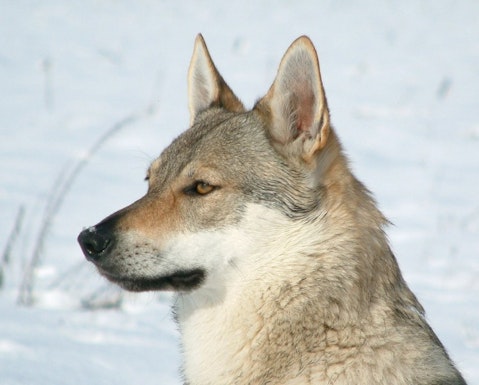 Deadliest Dog Breeds in the World Wolfdog hybird
