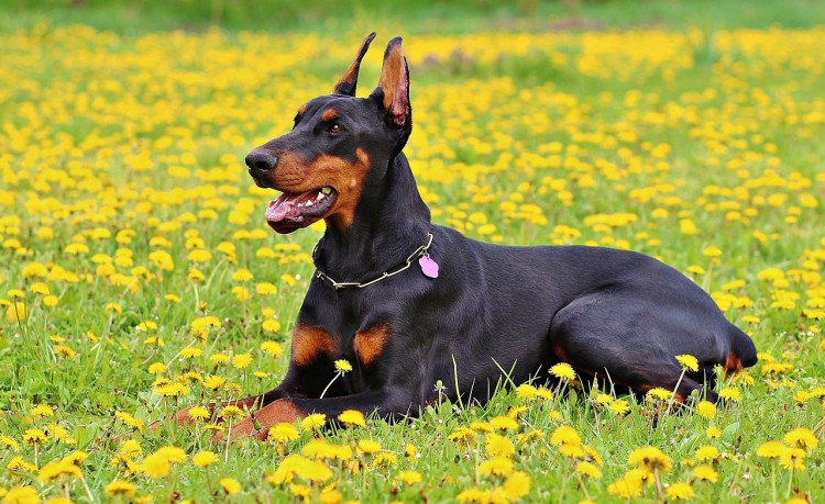 Deadliest Dog Breeds in the World Doberman