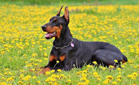 Deadliest Dog Breeds in the World Doberman