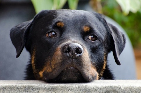 Deadliest Dog Breeds in the World Rottweiler