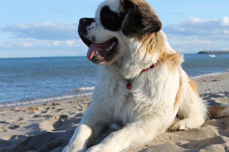 Deadliest Dog Breeds in the World Saint Bernard