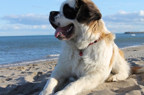 Deadliest Dog Breeds in the World Saint Bernard