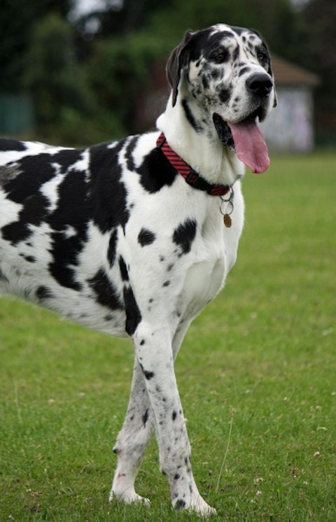 Deadliest Dog Breeds in the World - Great Dane