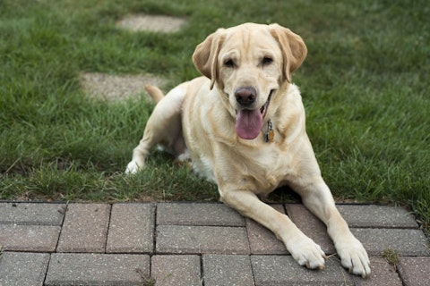 Deadliest Dog Breeds in the World - Labrador Retriever