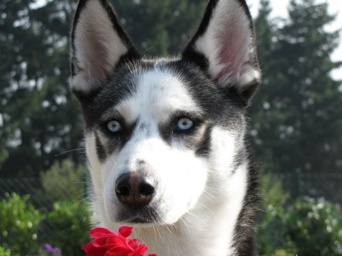 Deadliest Dog Breeds in the World Husky Type