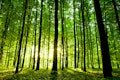 11 Countries With The Most Forests In The World