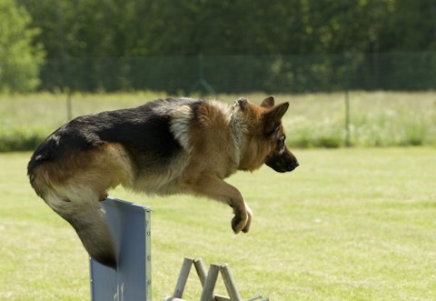 Deadliest Dog Breeds in the World German Shepard