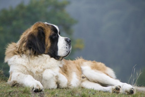 Top 10 Strongest Dogs in the World - Saint Bernard
