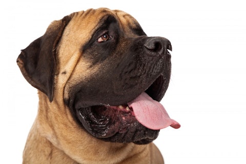 Top 10 Strongest Dogs in the World - Mastiff