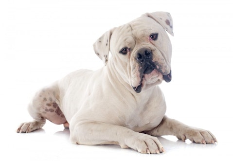 Top 10 Strongest Dogs in the World - American Bulldog