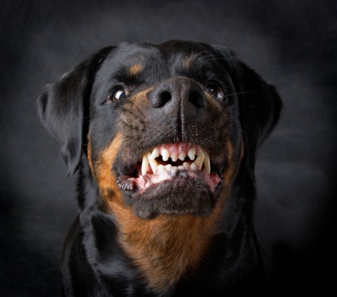 Deadliest Dog Breeds in the World