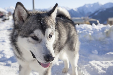 Deadliest Dog Breeds in the World