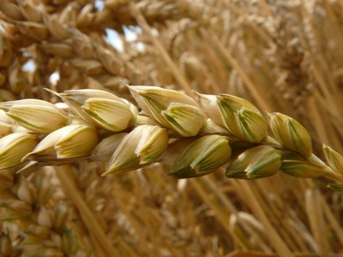spike-Most Common Food Allergies In Infants wheat
